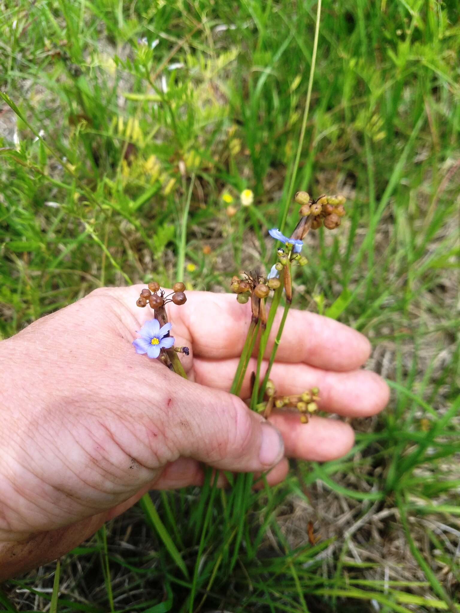 Image of Spear-Bract Blue-Eyed-Grass