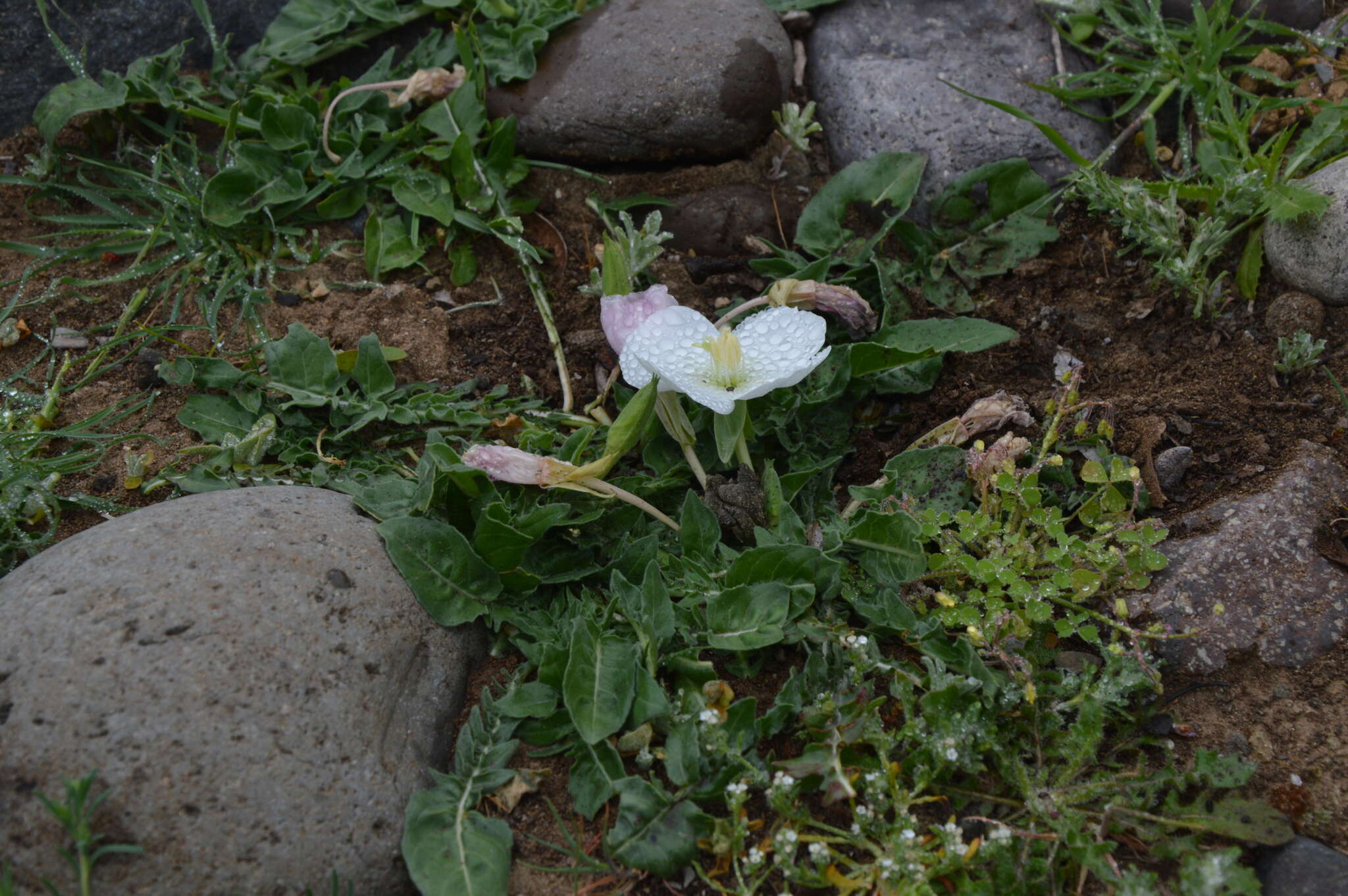 Imagem de Oenothera acaulis Cav.