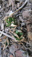 Image of Haworthia maraisii var. meiringii M. B. Bayer