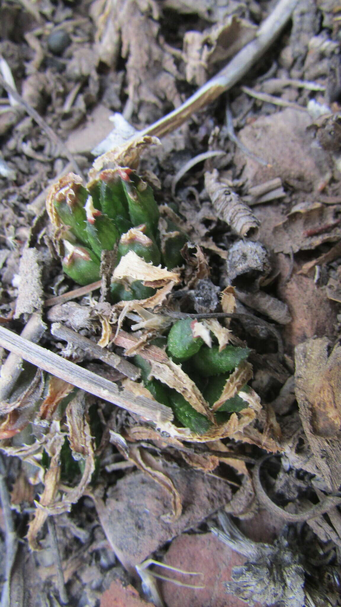 Image of Haworthia maraisii var. meiringii M. B. Bayer