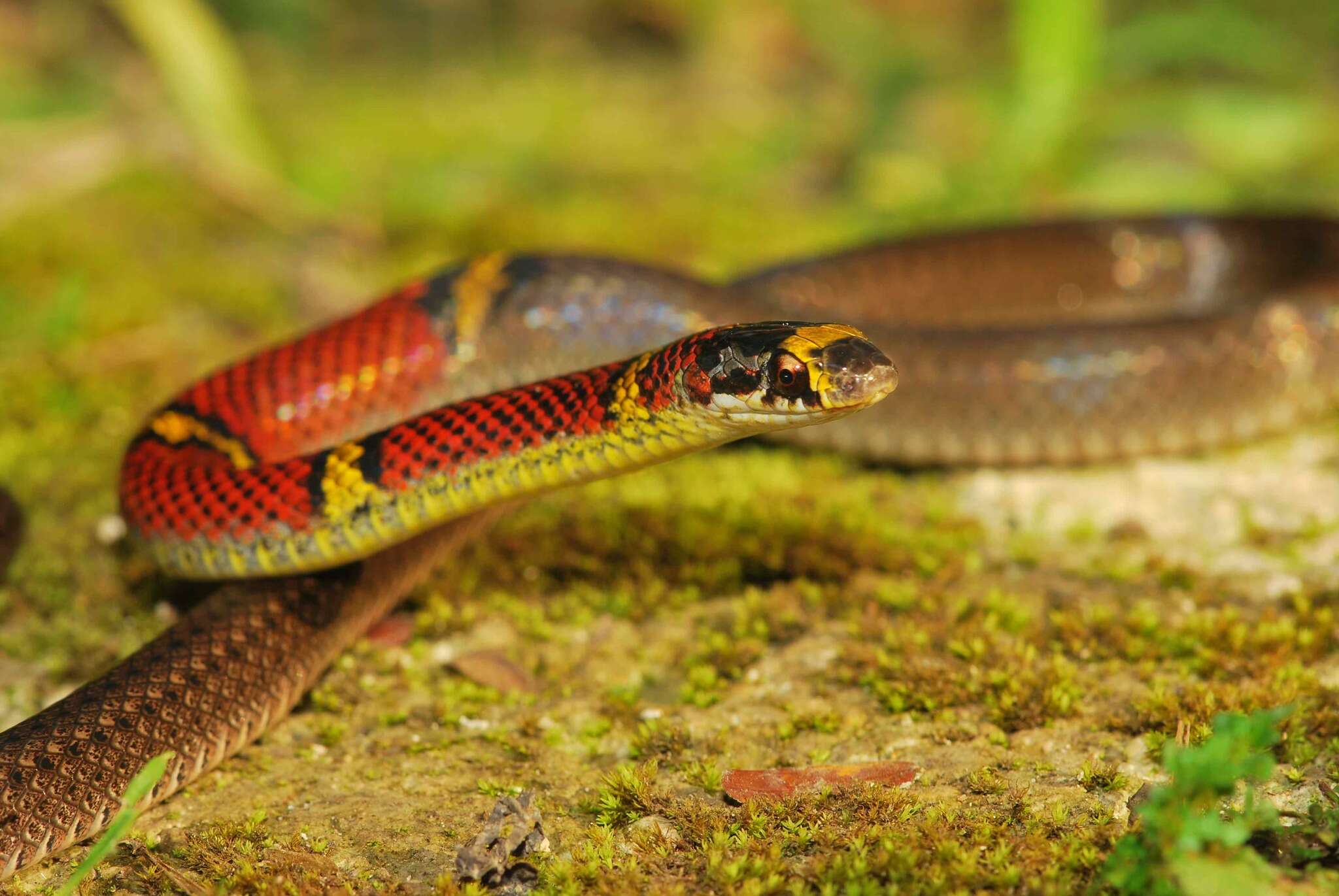 Image of Guatemala Neckband Snake