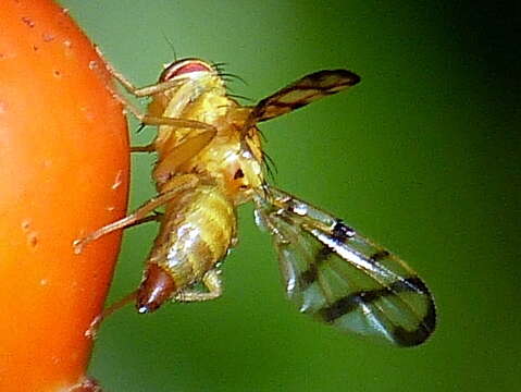 Image of Rose Hip Fly