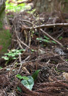 Tipularia japonica Matsum. resmi