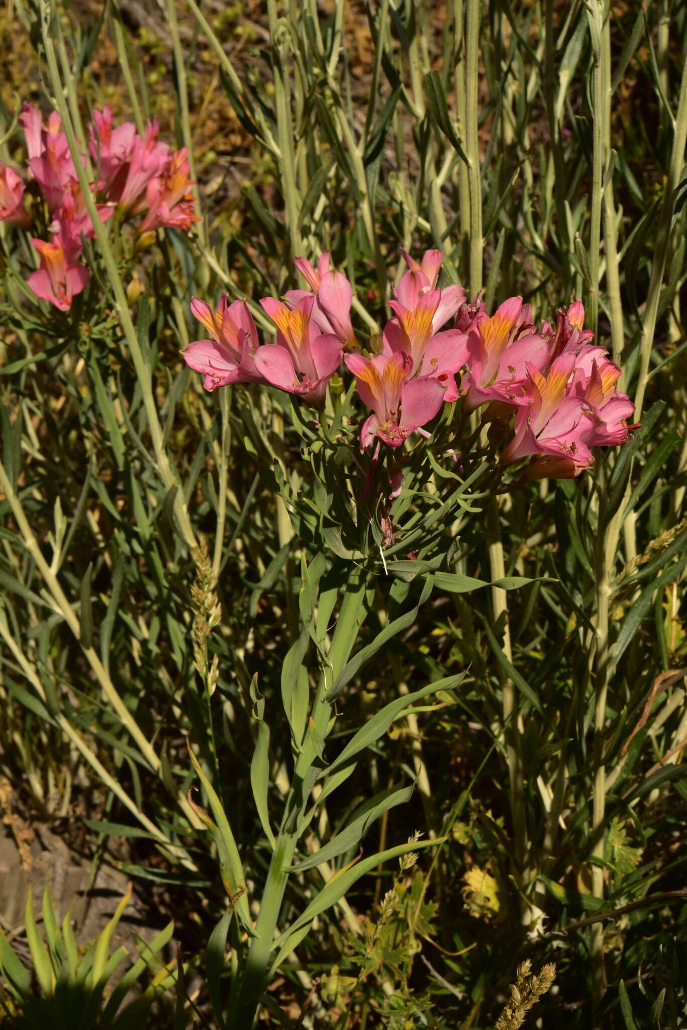 Image of Alstroemeria ligtu subsp. splendens Muñoz-Schick