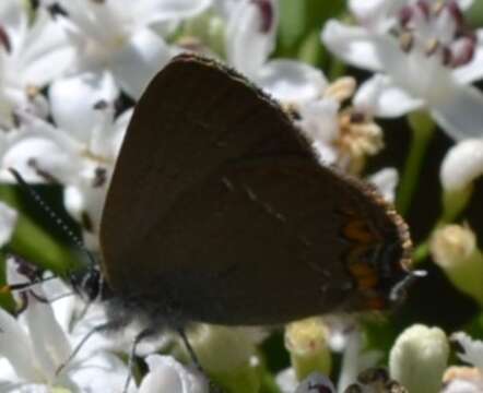 Image of Satyrium acaciae (Fabricius 1787)