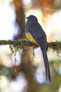 Image of Ward's Trogon