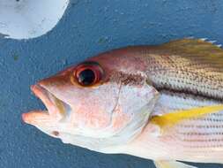 Image of Brownstripe snapper