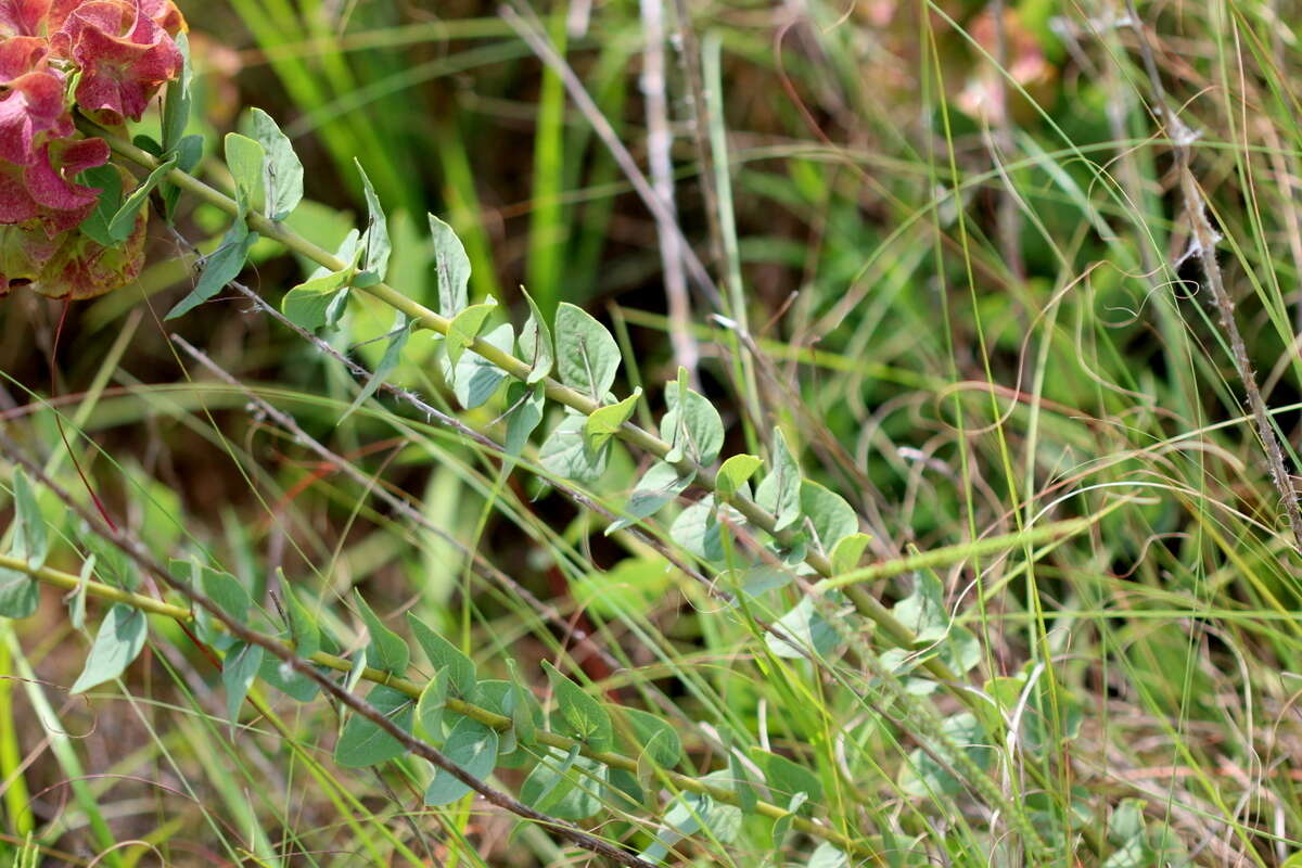 Image of Triaspis hypericoides (DC.) Burch.