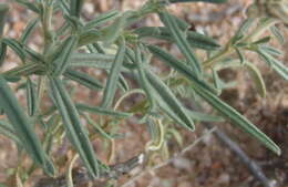 Image of Limeum aethiopicum subsp. aethiopicum