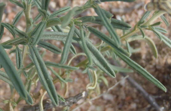 Image of Limeum aethiopicum Burm. fil.