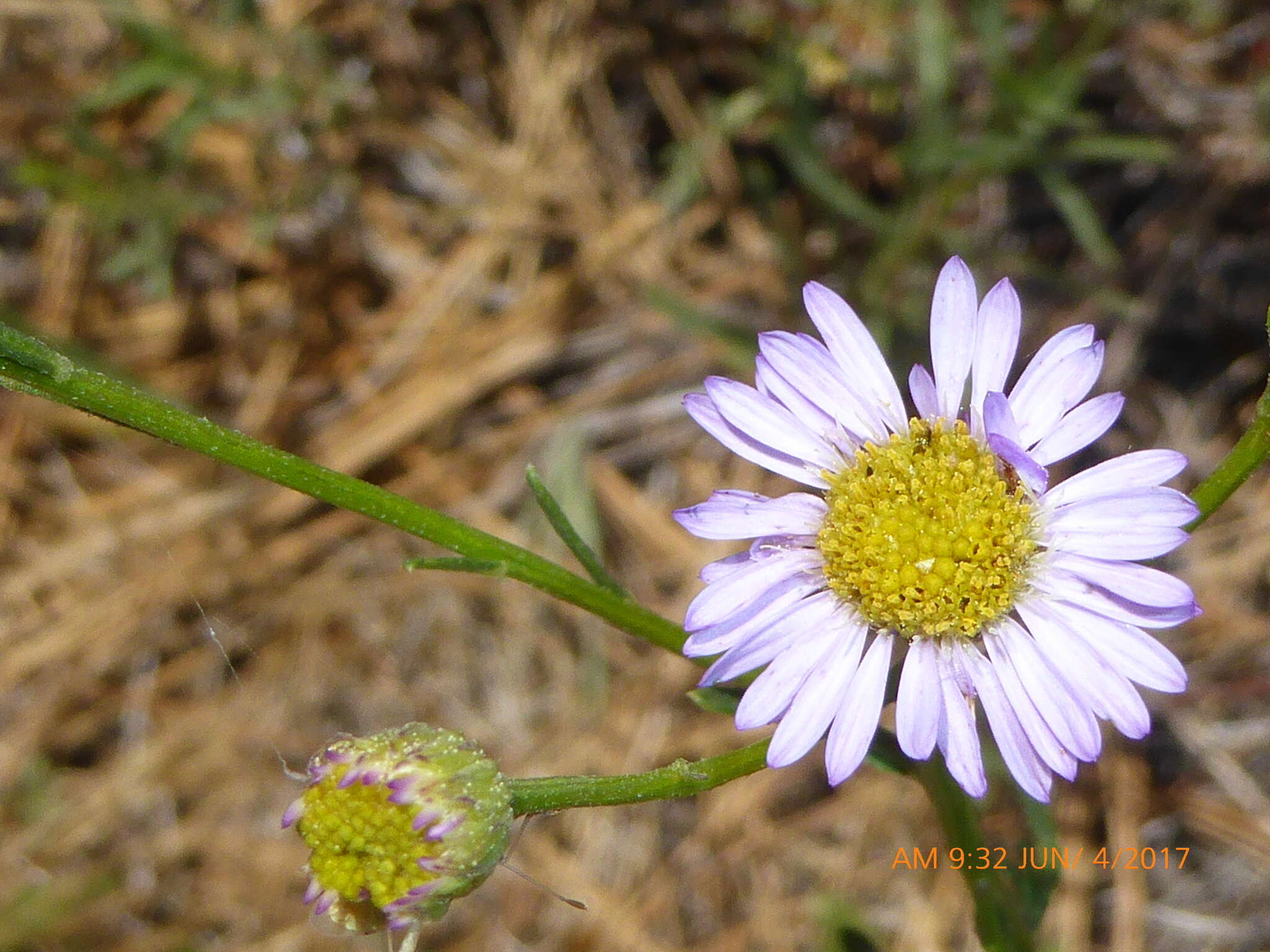 Image of Erigeron foliosus var. foliosus