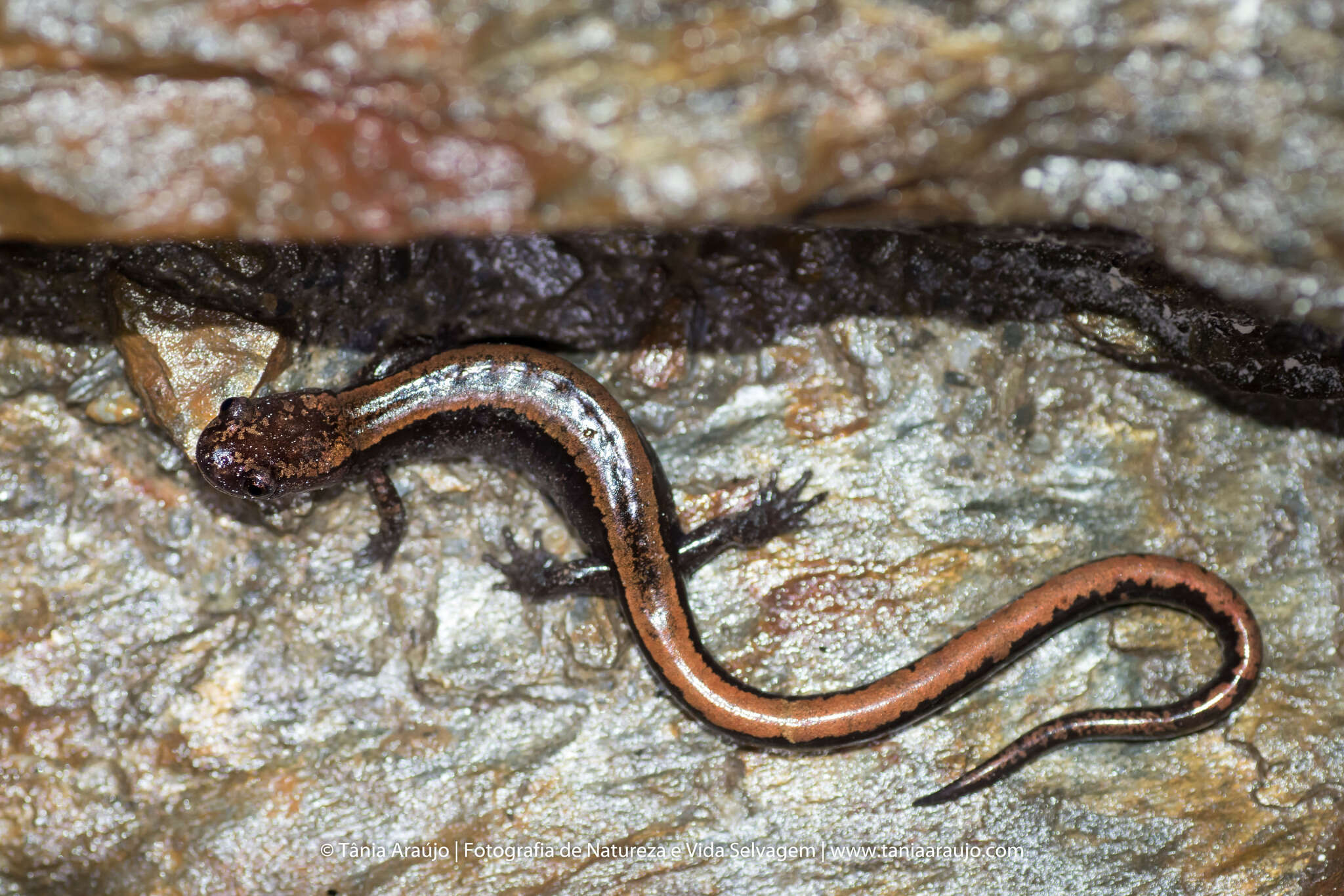 Image of Gold-striped salamander