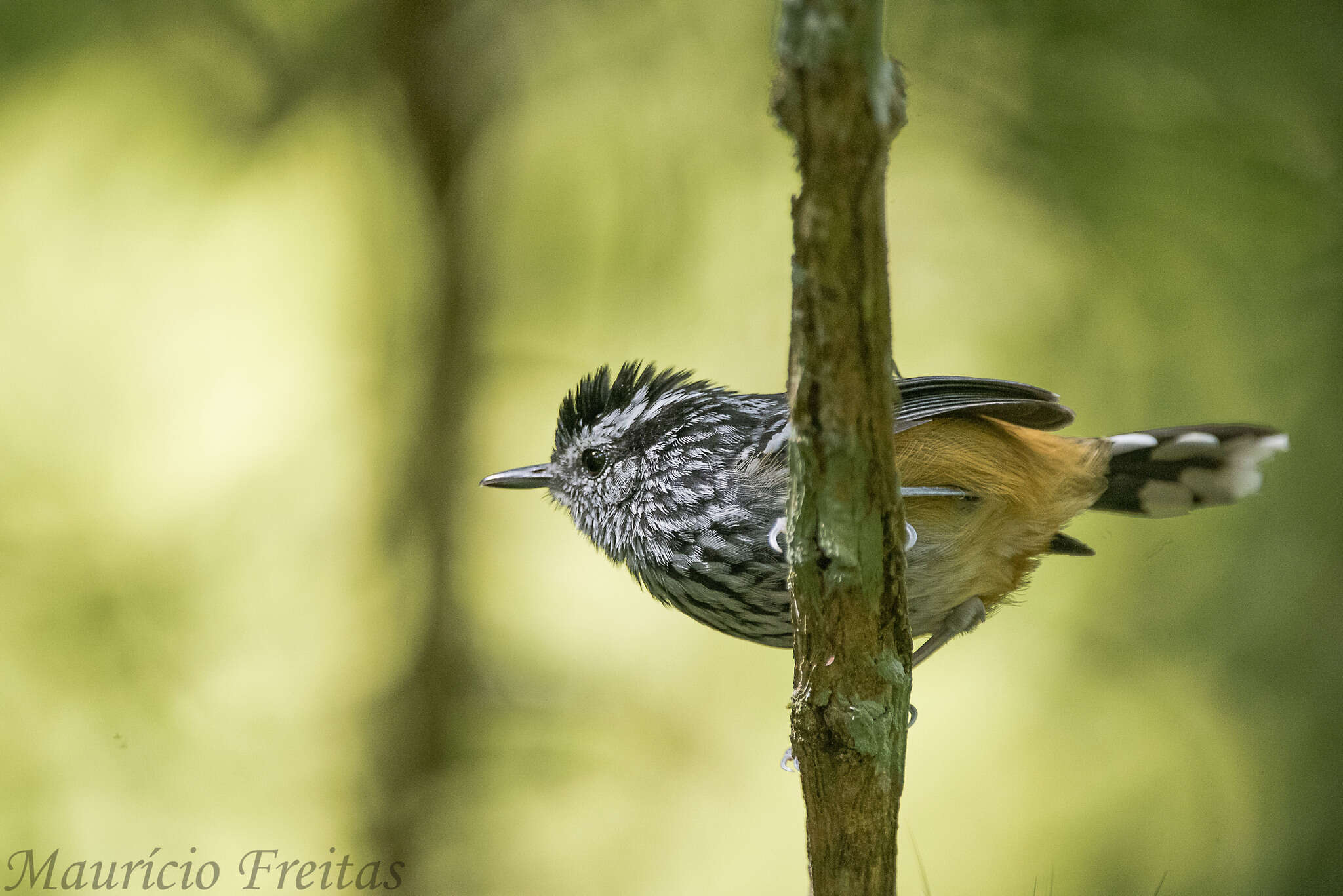 Image of Ochre-rumped Antbird