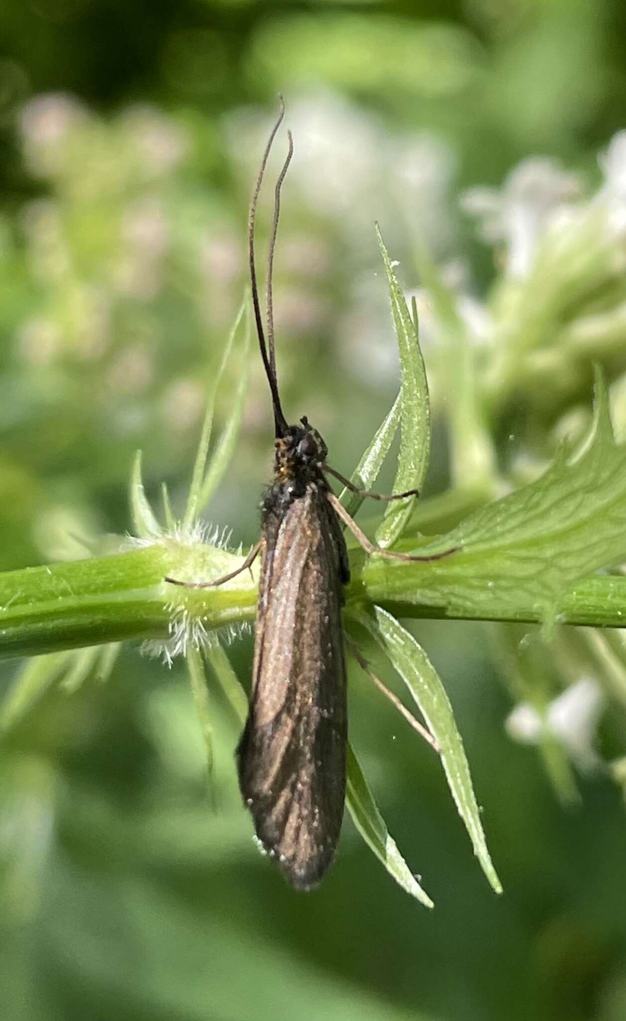 Image of Sericostoma