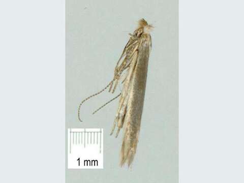 Image of convolvulus leafminer