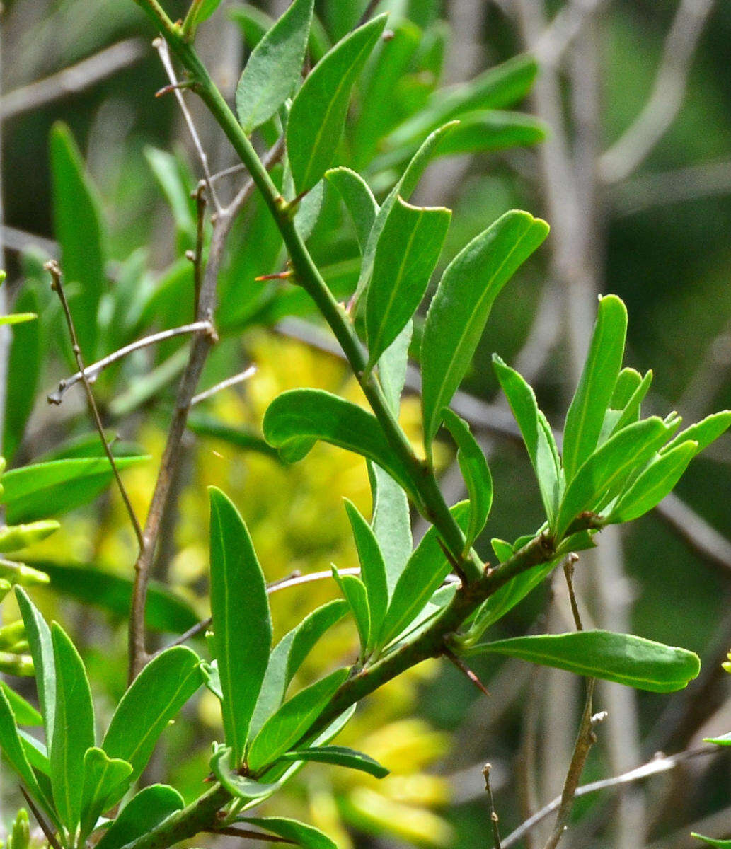 Plancia ëd Cestrum parqui (Lam.) L'Her.