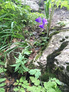 Image of Campanula serrata (Kit. ex Schult.) Hendrych