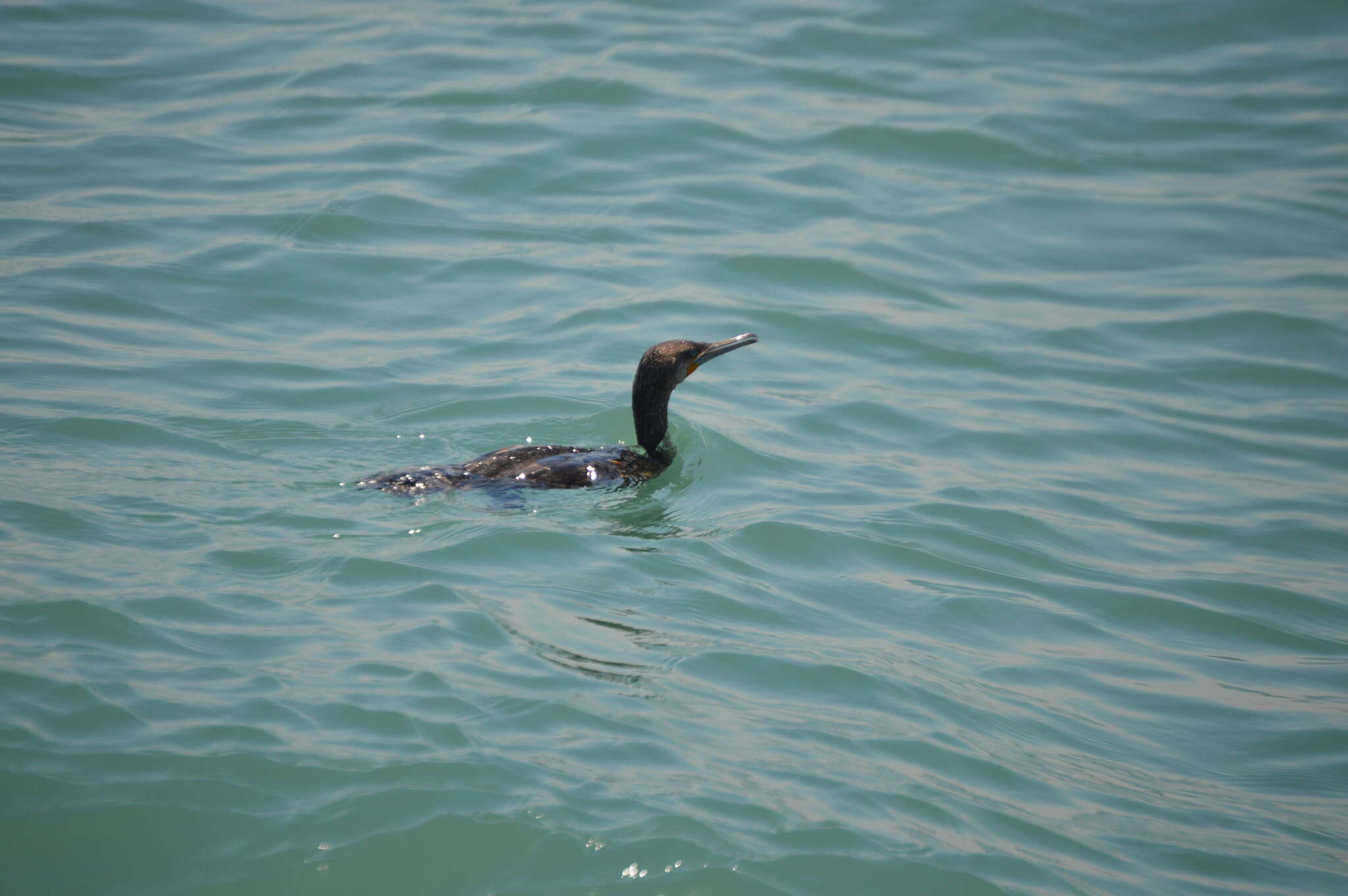 Image of Cape Cormorant