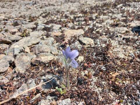 Image of Pulsatilla ajanensis Regel & Tiling