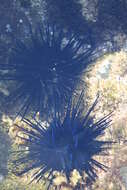 Image of Diadema urchin