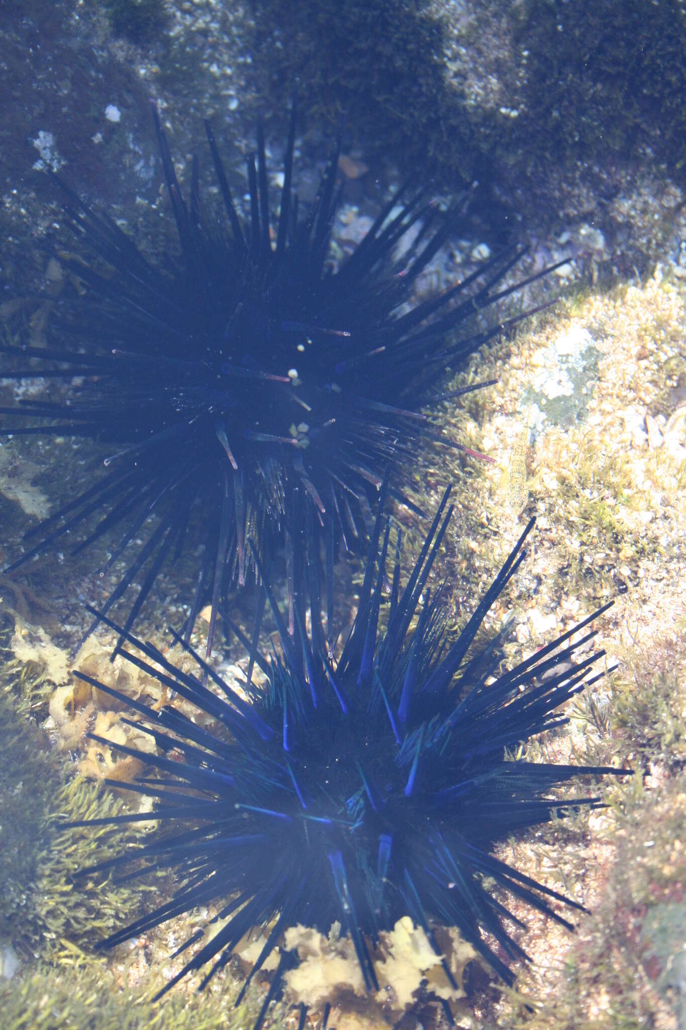 Image of Diadema urchin