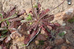 Image of Hairy Cat's-Ear