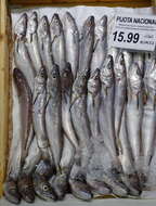 Image of Cornish Salmon