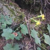 Image of Roldana platanifolia (Benth.) H. Rob. & Brettell