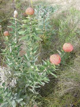 Image de Leucospermum cordifolium (Salisb. ex Knight) Fourc.