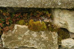 Image of tortella moss