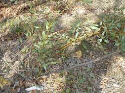 Image of pear-fruit mallee