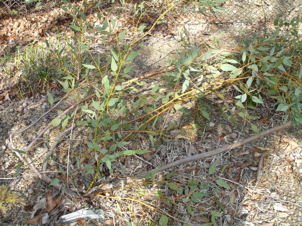 Image of pear-fruit mallee