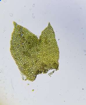 Image of Barbilophozia hatcheri (A. Evans) Loeske