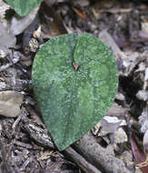 Image of Asarum nipponicum Maekawa