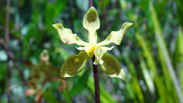 Image of Encyclia granitica (Lindl.) Schltr.