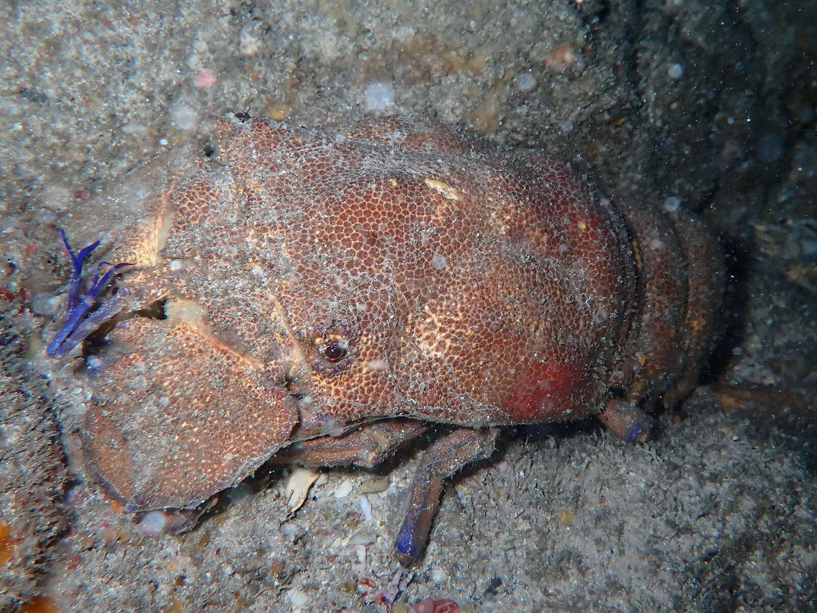 Image of red slipper lobster