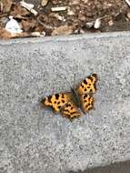 Image of Polygonia c-album hamigera Butler 1877