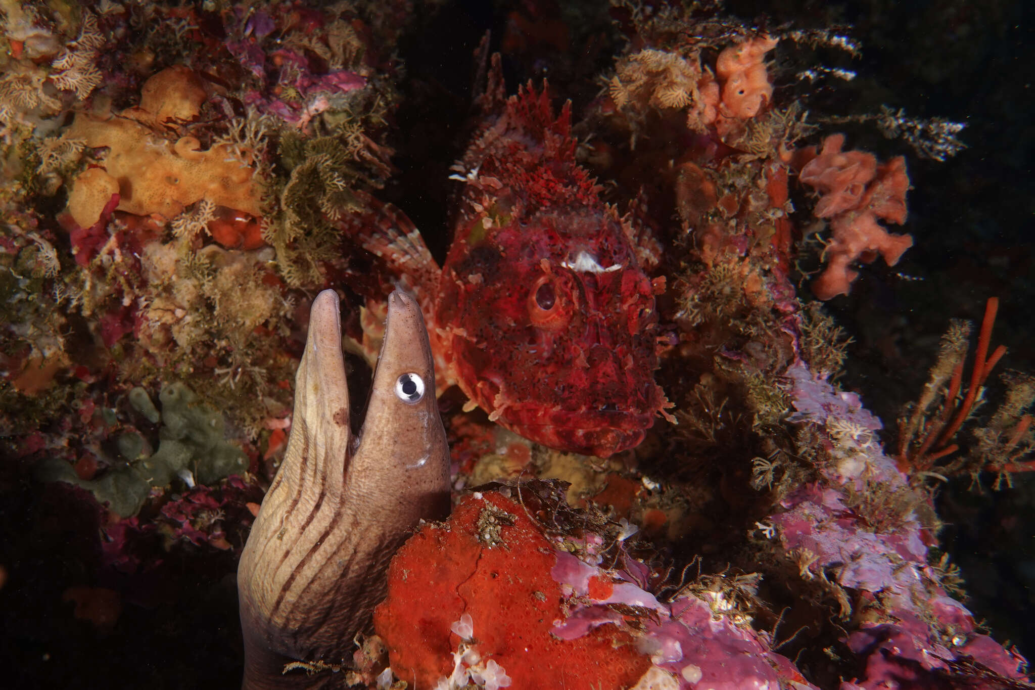 Image of Grey moray