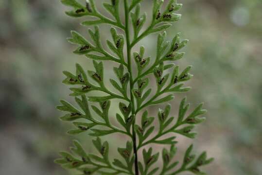 Image of Asplenium pulcherrimum (Bak.) Ching apud Blot