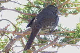 Image of Passerella iliaca schistacea S. F. Baird 1858