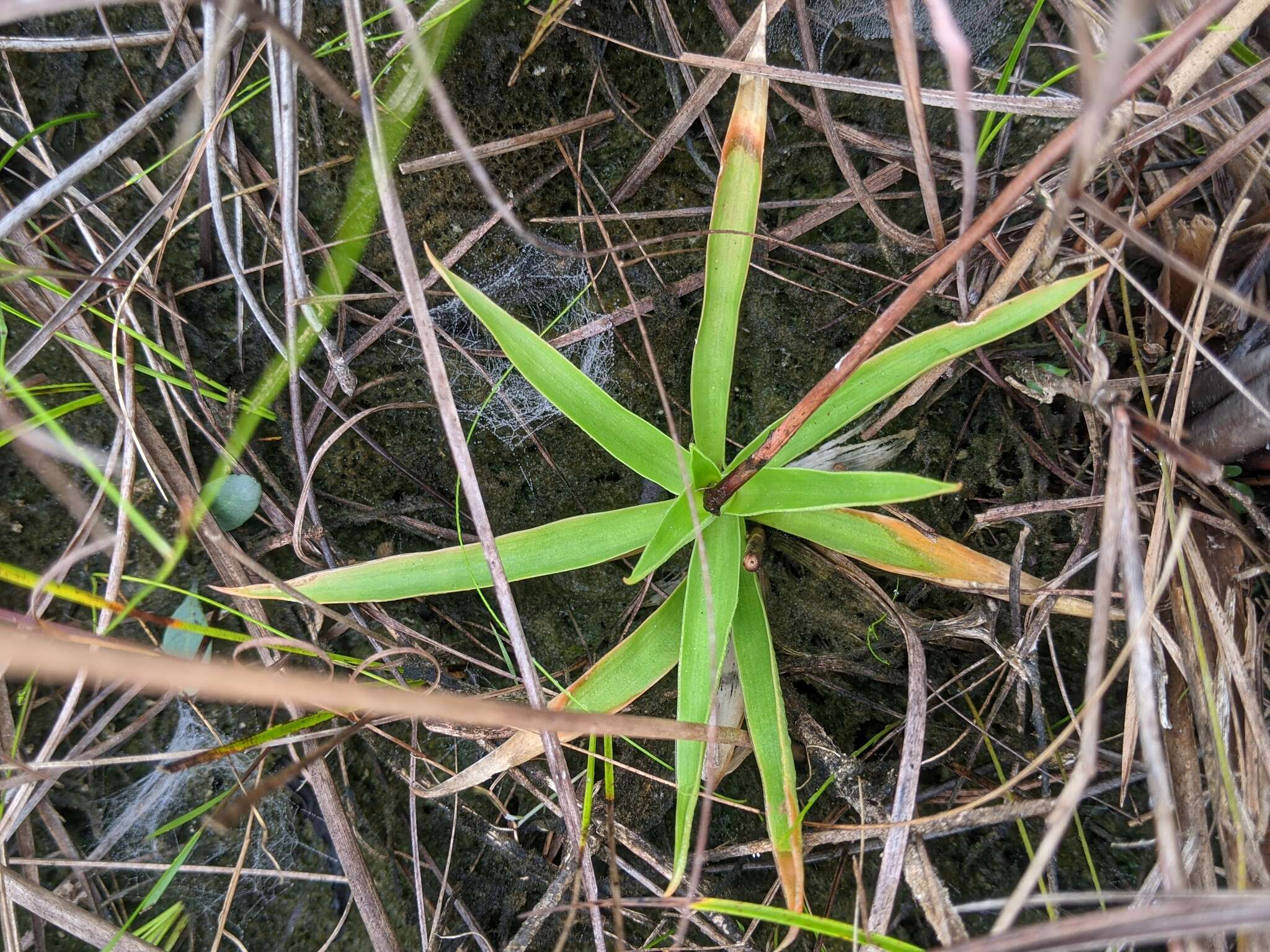 Слика од Aletris bracteata Northr.