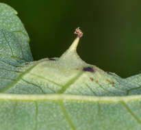 Image de Phylloxera caryaefoliae Fitch 1856