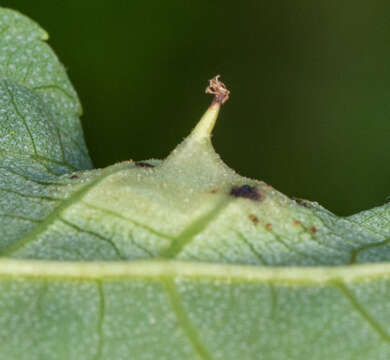 Image of Phylloxera caryaefoliae Fitch 1856