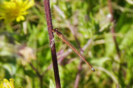 Image of Oxyagrion rubidum (Rambur 1842)