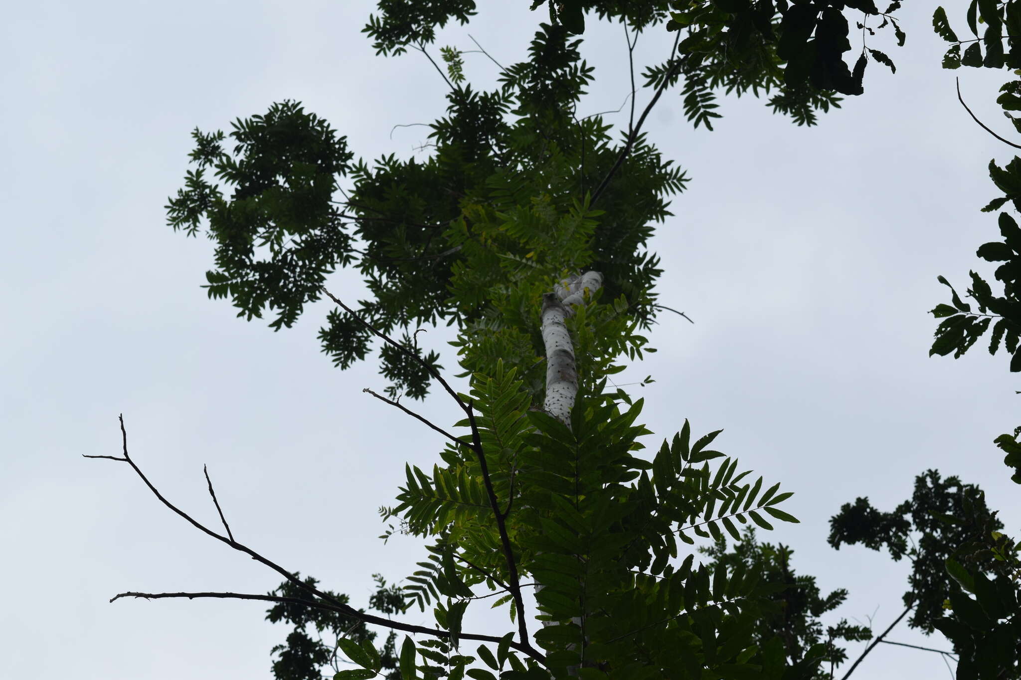 Image de Zanthoxylum martinicense (Lam.) DC.