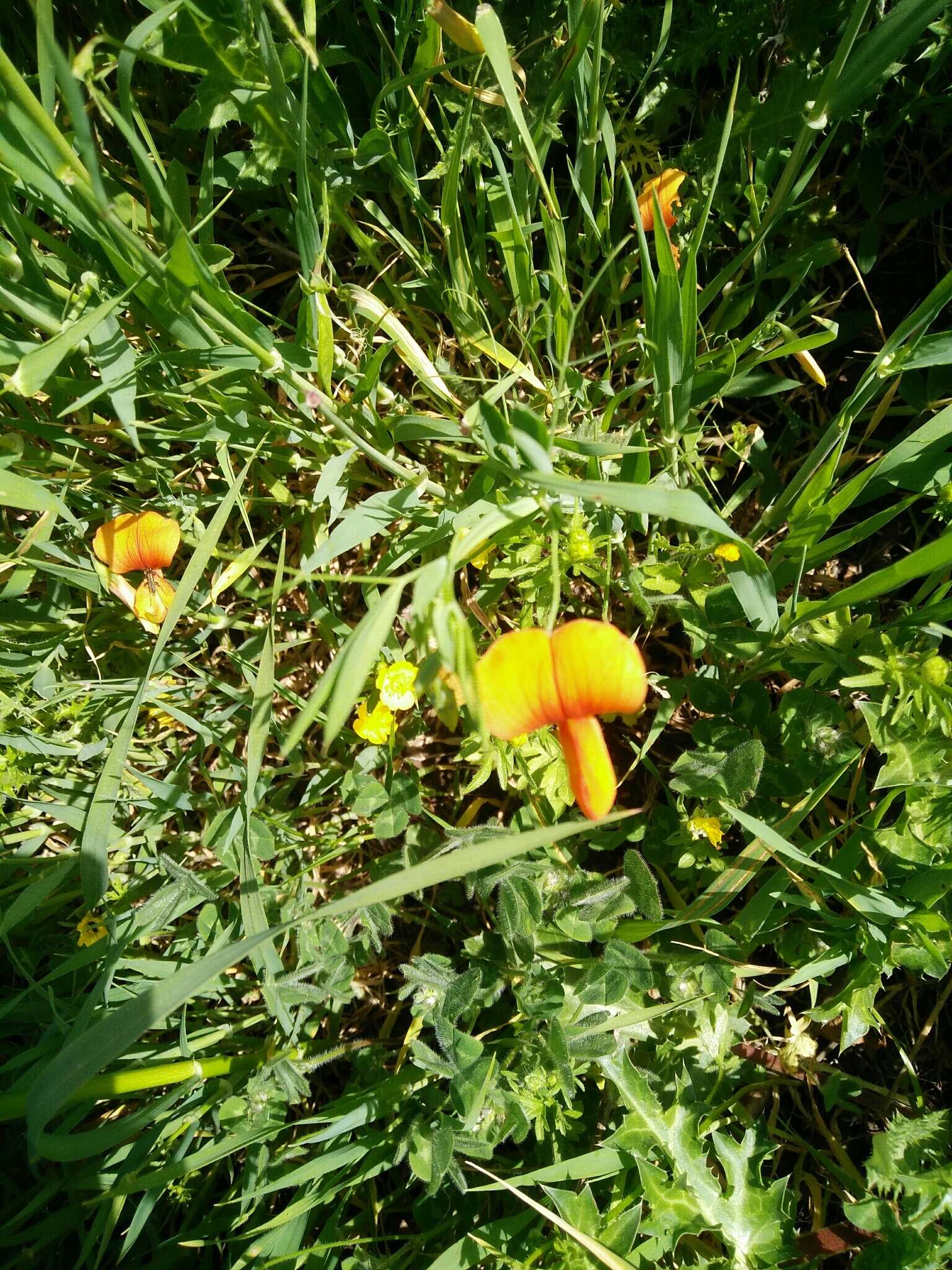 Image of Lathyrus gorgoni Parl.