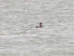 Image of Mergus merganser americanus Cassin 1852