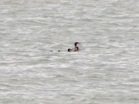 Image of Common Merganser