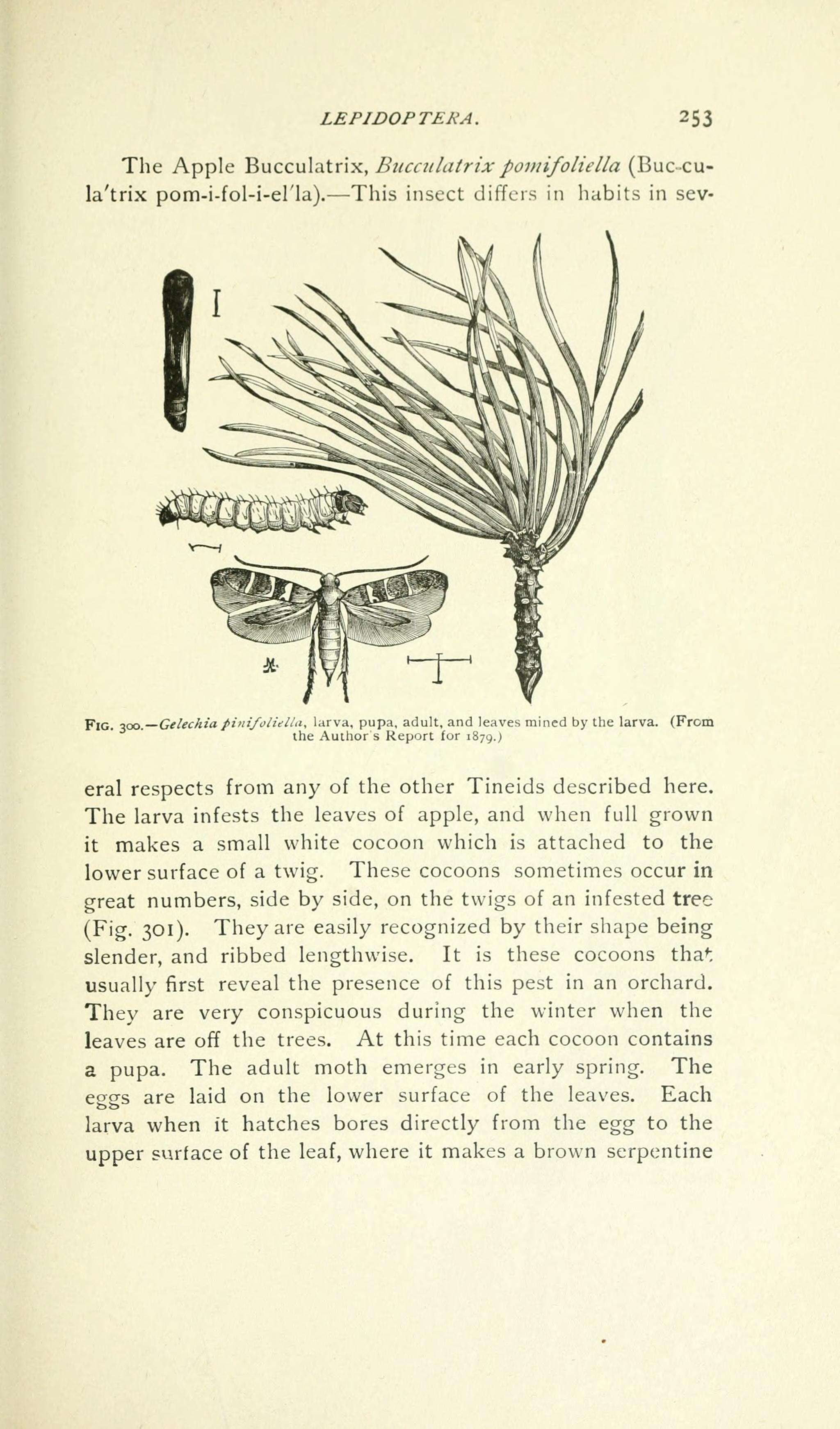 Image of Exoteleia pinifoliella complex