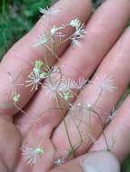 Image of Small-Leaf Meadow-Rue